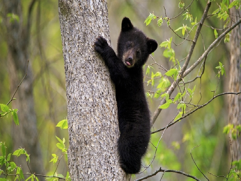 试管为何容易分裂胚胎移植费用是多少试管降调后孕酮2.42