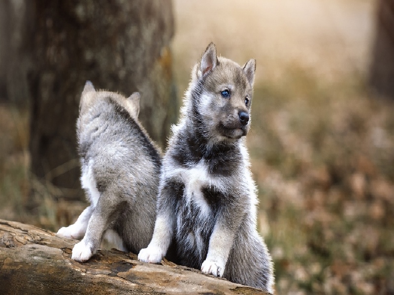 试管刷子是什么试管刷的公司试管婴儿保山
